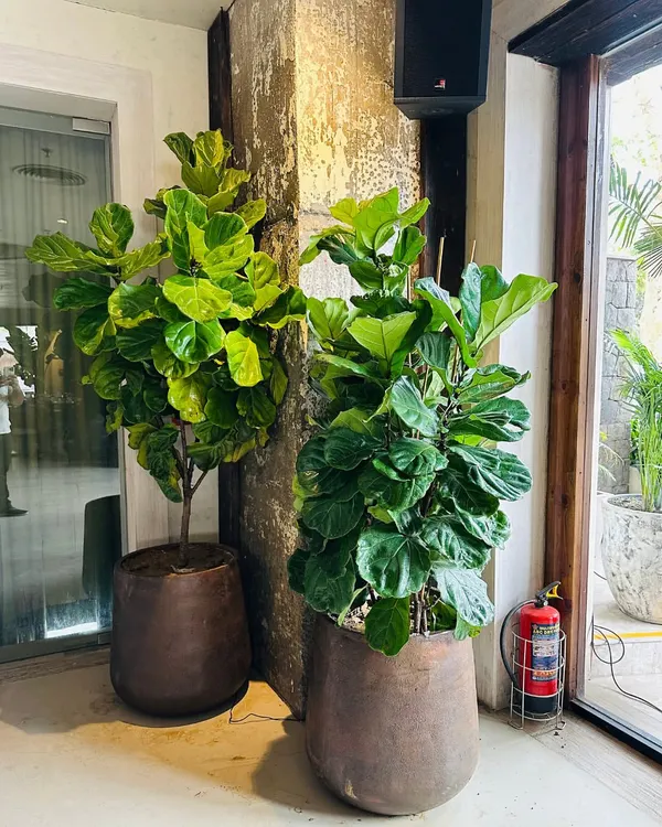 Large, healthy Fiddle Leaf Fig trees, like these we styled for a client, act as living sculptures. They can anchor a room, add a sense of luxury, and bring a powerful element of nature indoors.