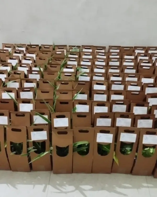 A large batch of plant gifts, each in its own easy-to-carry box, ready for a big event. This shows our capacity to prepare hundreds of individual return gifts for weddings, parties, or conferences.