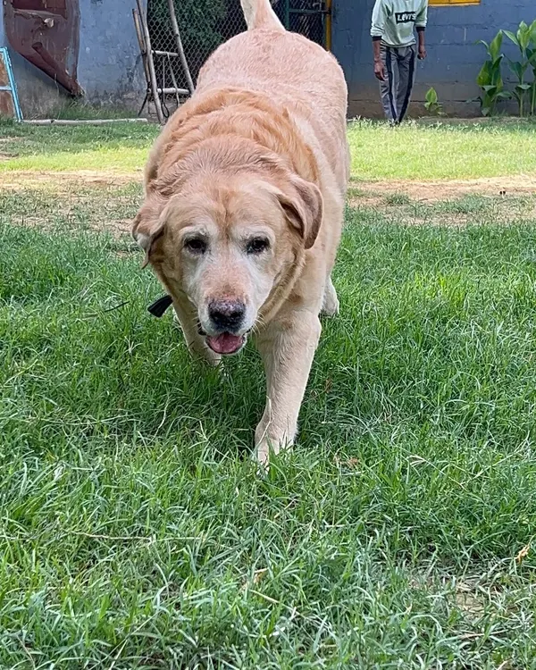 A happy, healthy dog is a beautiful sight. Here at my boarding, dogs are free to be themselves, enjoying the open space and fresh air. This senior Labrador is a perfect example of a content dog living his best life, full of gentle walks and peaceful naps.