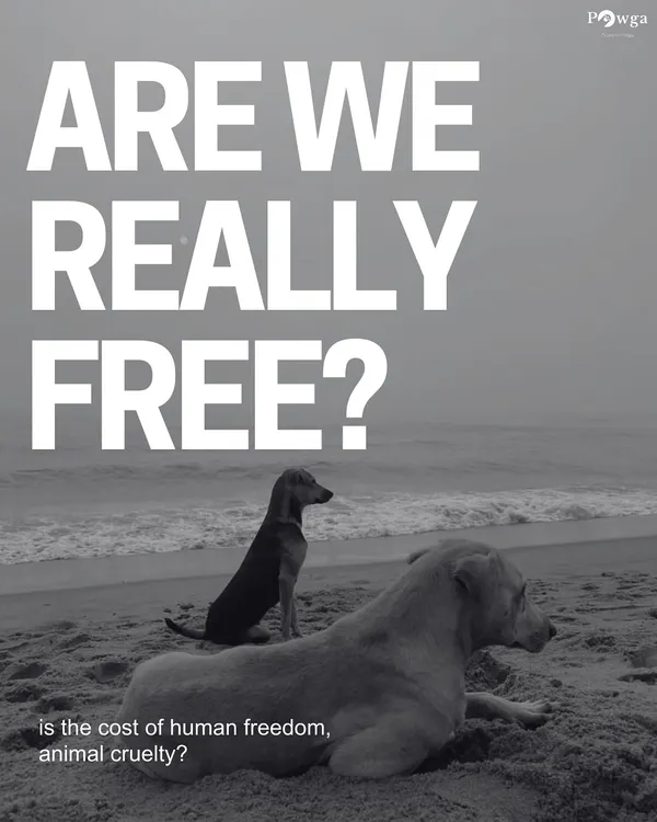 Are we really free if the cost is animal cruelty? This image of two street dogs on a beach challenges us to think about the meaning of freedom for all beings on Independence Day.