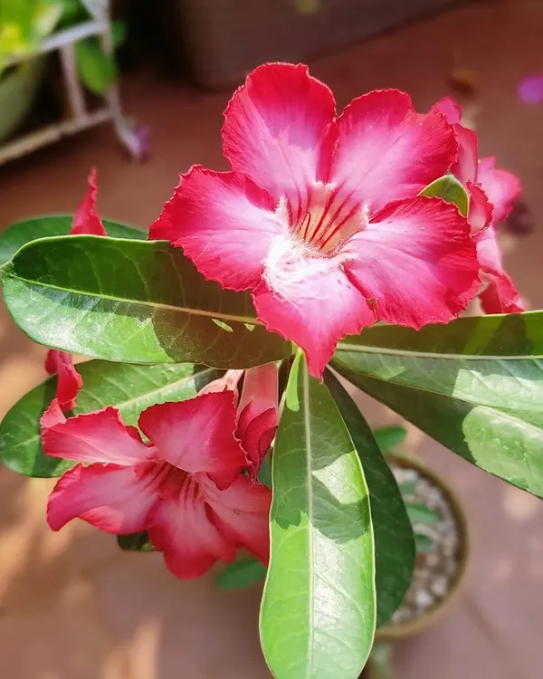 A close-up of a beautiful pink and white Adenium, also known as the Desert Rose. I choose plants that are not only beautiful but also well-suited for the Mumbai climate.