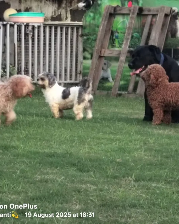Our spacious, tick-free lawn is where the magic happens. We provide a supervised, off-leash environment where dogs of all sizes, like these poodles and a shih tzu mix, can socialize, play, and just be happy dogs. This is a core part of our dog daycare and boarding experience in Noida.