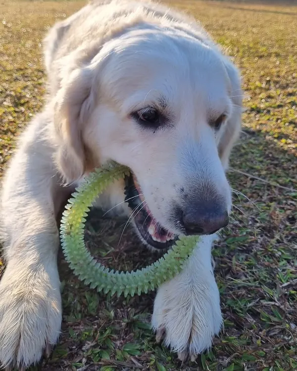 A golden retriever enjoying a chew toy in the grass. A tired dog is a happy dog!