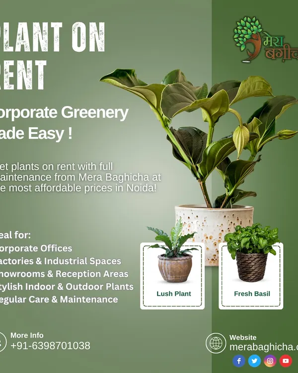 This is how I make corporate greenery simple for you. I provide stylish, air-purifying plants on a rental basis for offices, factories, and showrooms, and I handle all the maintenance. You get a vibrant, healthier workspace without any of the hassle.