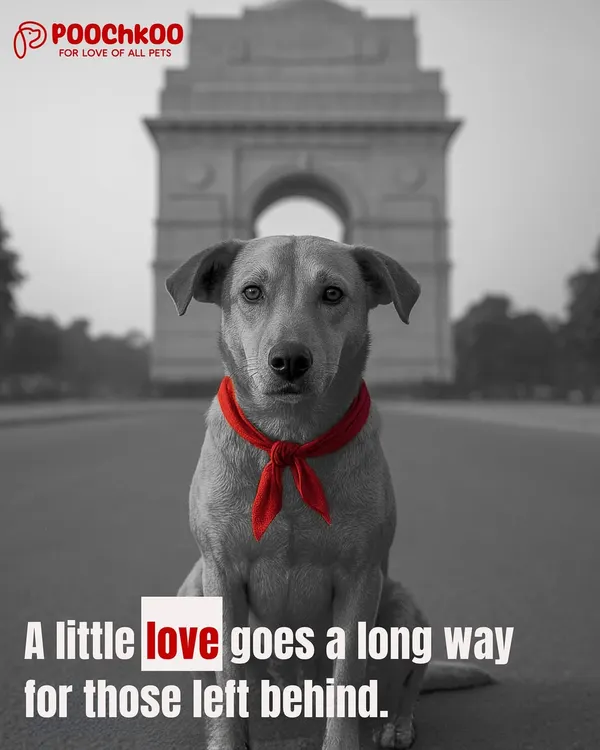 A little love goes a long way for those left behind. We are dedicated to finding forever homes for every single doggo, because we believe they all deserve a family.
