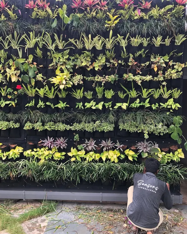 My team member meticulously tends to a large vertical garden. This kind of detailed work, including pruning and replacing plants, is what keeps a living wall looking lush and vibrant.