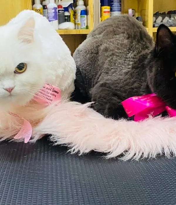 It was a full house with these three beauties. We gave them all summer cuts to keep them cool and reduce shedding, finishing with pretty pink bows.
