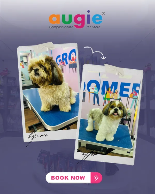 Another paw-some transformation from shaggy to snazzy! This little one came in for a full grooming session and left looking like a whole new pup. We love giving them a fresh, comfortable, and adorable new look.