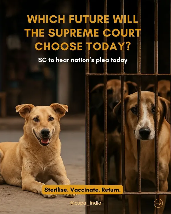 The choice is clear: a happy, healthy dog living peacefully in its community, or a sad, frightened dog behind bars. We advocate for the only humane and scientific solution: Sterilize, Vaccinate, Return. This approach is backed by law and is the most effective way to manage street animal populations and prevent rabies.