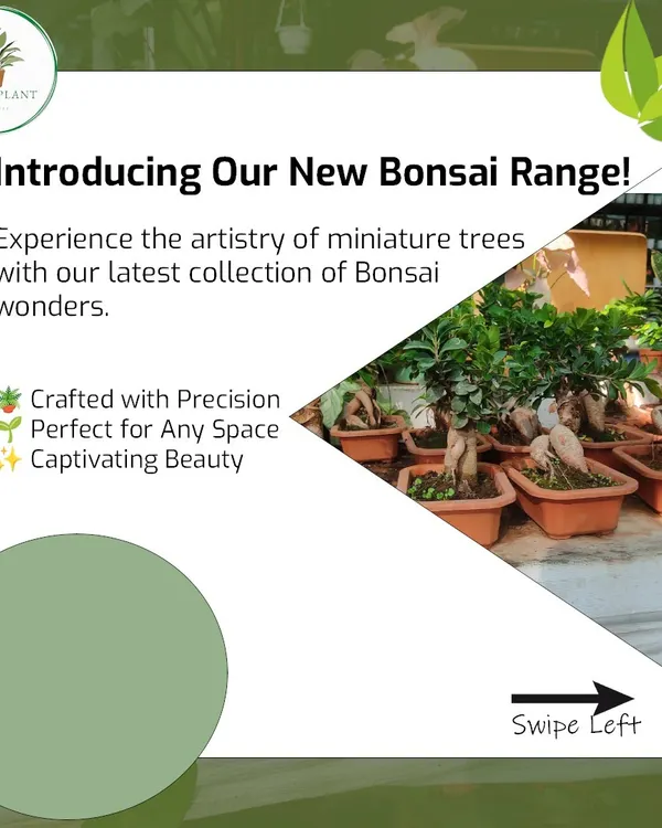 I'm excited to introduce my new Bonsai range. Each miniature tree is a captivating work of art, crafted with precision and perfect for adding a touch of elegance to any room.