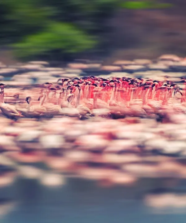 "Flamingo Frenzy," my signature artistic piece, captures the chaotic energy of a courtship dance. This award-featured photograph is a perfect example of how I use the camera as a paintbrush to show movement and emotion.