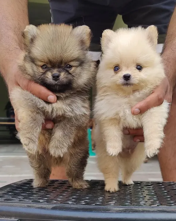 I have these adorable Toy Pomeranian puppies available in two different colors. Both have the signature fluffy coat and tiny size that make them such popular and portable companions.
