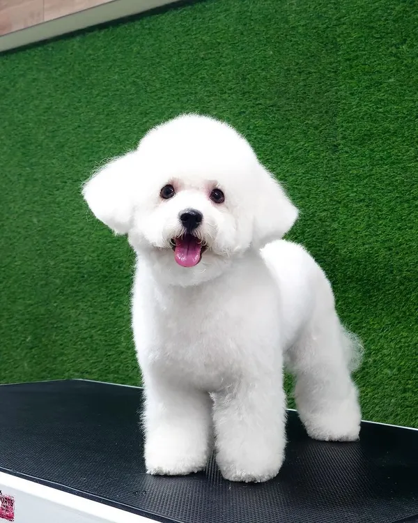 This Bichon Frise is the picture of perfection after a full groom. Achieving this perfectly shaped, velvety finish requires patience and expert scissor work.
