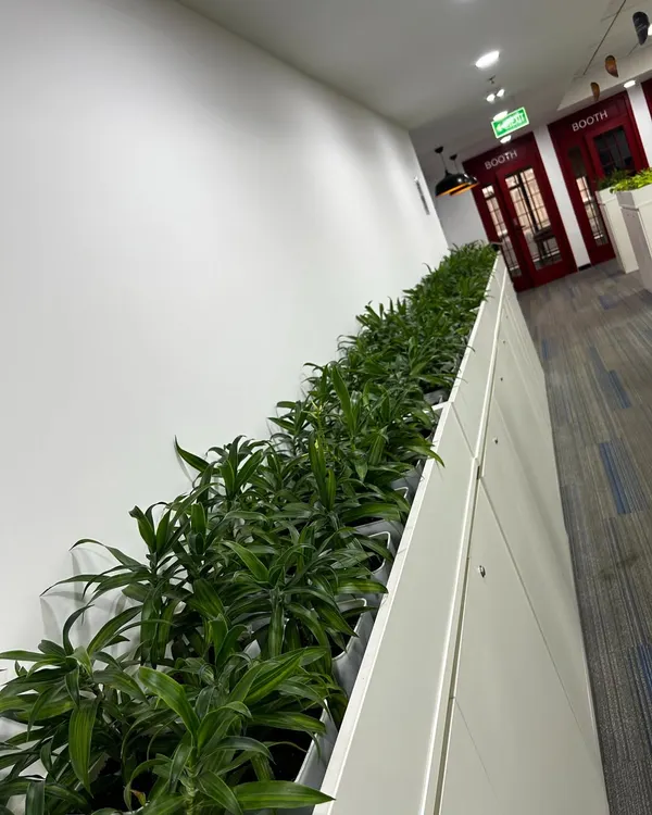A close-up view of the planters installed at the Protiviti office. The dense arrangement of Dracaena plants in sleek white troughs creates a uniform, professional look while acting as a natural and beautiful space divider. This is a key part of effective biophilic office design.