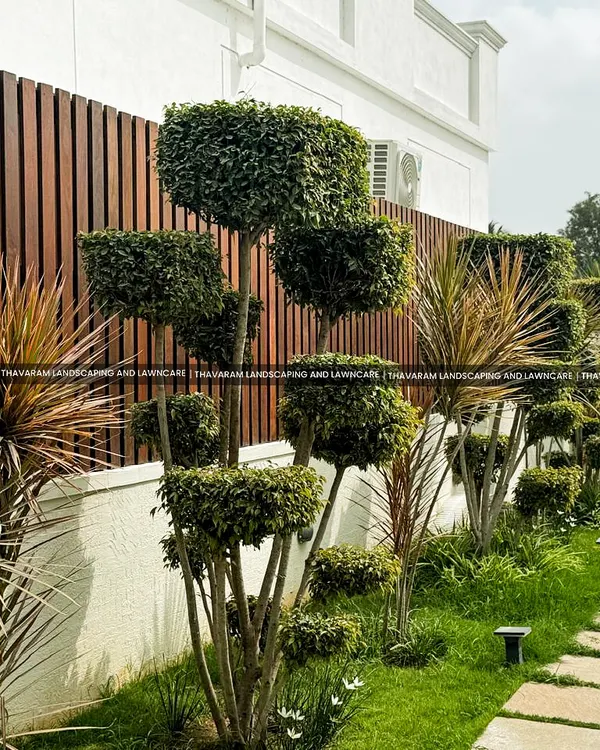 This project showcases my approach to blending structured design with natural beauty. I used precisely sculpted topiary and spiky Dracaena plants to create visual interest against a modern slatted wood fence, all tied together with a lush lawn and clean stone pathway.