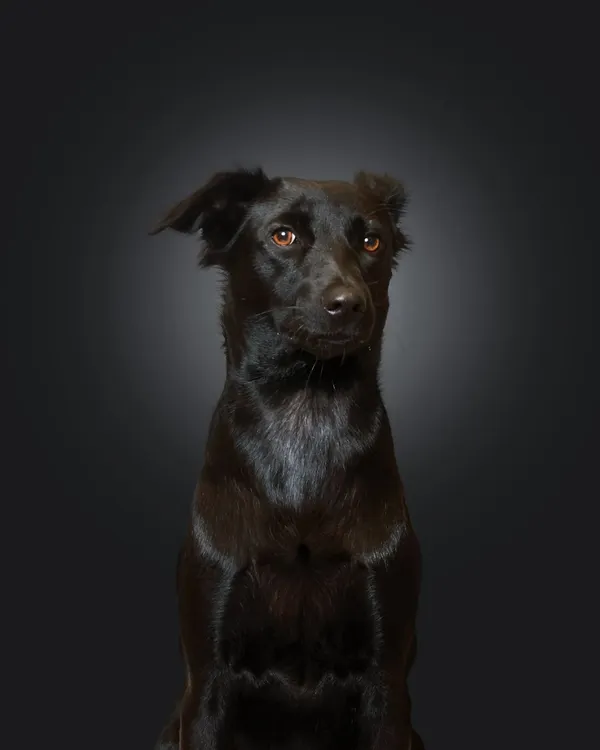 Hello to this majestic indie, Toi Toi! Isn't she stunning? A classic studio portrait like this allows your pet's natural beauty and soulful eyes to take center stage.