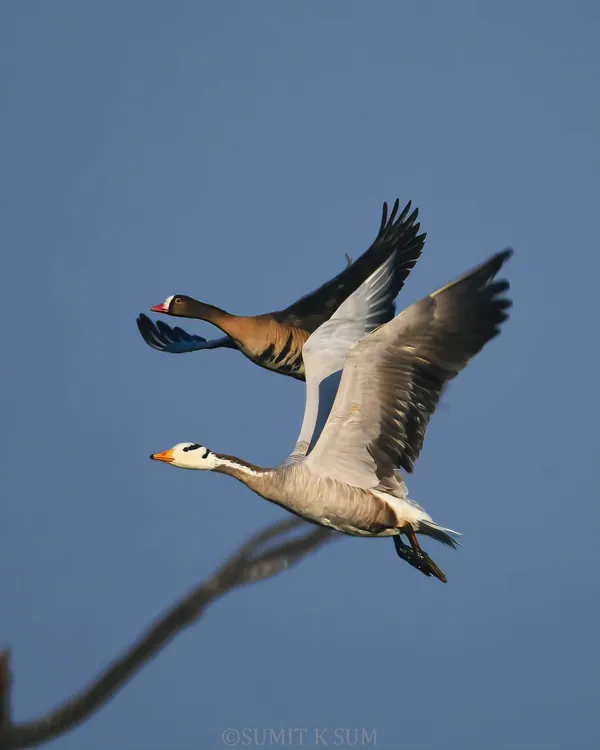 A fantastic comparison shot of a Lesser White-fronted Goose flying alongside the more common Bar-headed Goose. This image is great for identification and shows two migratory species sharing the sky.