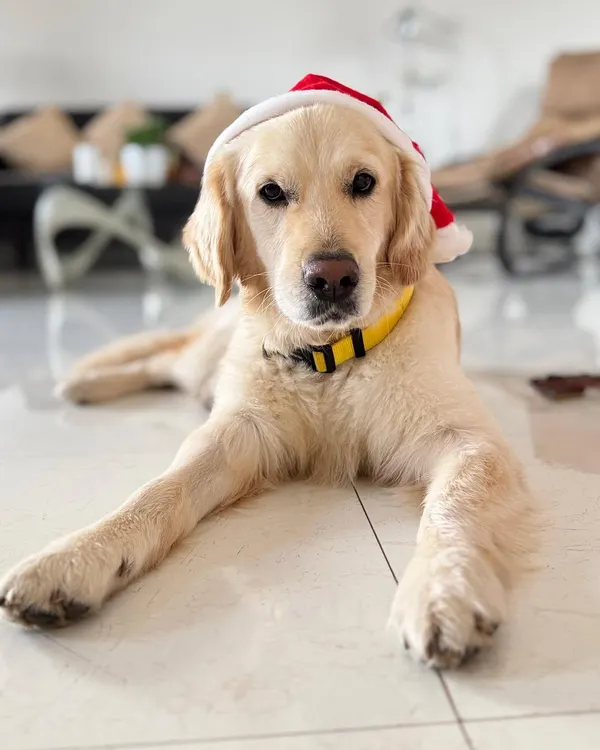 This is Buddy, a handsome 2-3 year old retriever. He is looking straight into the camera, wearing a festive Santa hat, ready to find his forever family for the holidays and beyond.