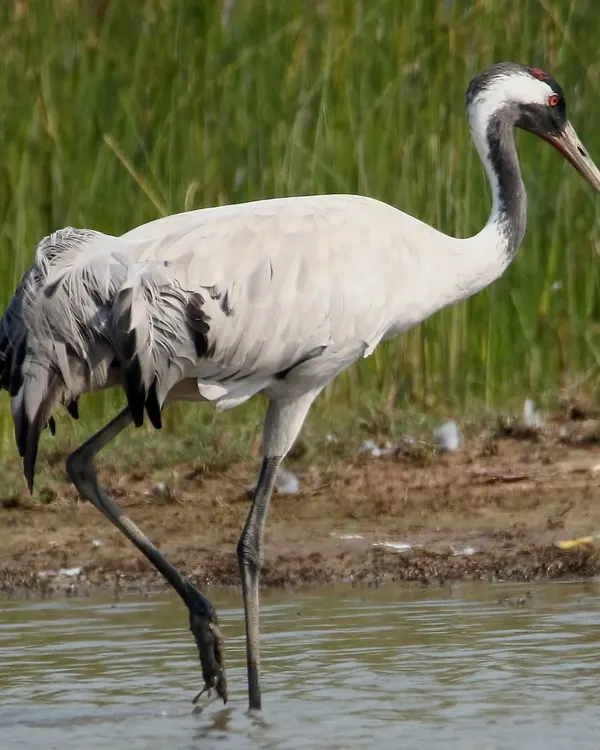The Eurasian Crane, known locally as 'Kunj' in Gujarat, is a majestic winter visitor. Standing tall in the water, its elegant form and black-and-white head pattern make it a classic subject for wetland photography.