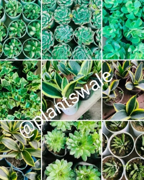 A collage showing the beautiful textures and shapes of our succulent collection, including Echeveria, Haworthia, and Snake Plants.