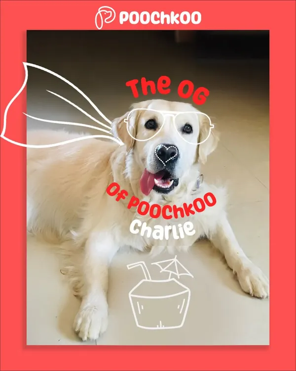 This is Charlie, the original good boy and the heart of Poochkoo. He's our official mascot and Chief Floof Officer, reminding us every day why we do what we do. He keeps the office vibe pawsitive.