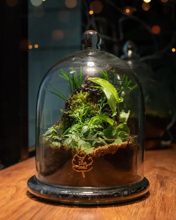 This cloche terrarium, with its lush green landscape built around a piece of lava rock, is a perfect example of a self-contained world. The glass dome protects the plants and creates a stable, humid environment.