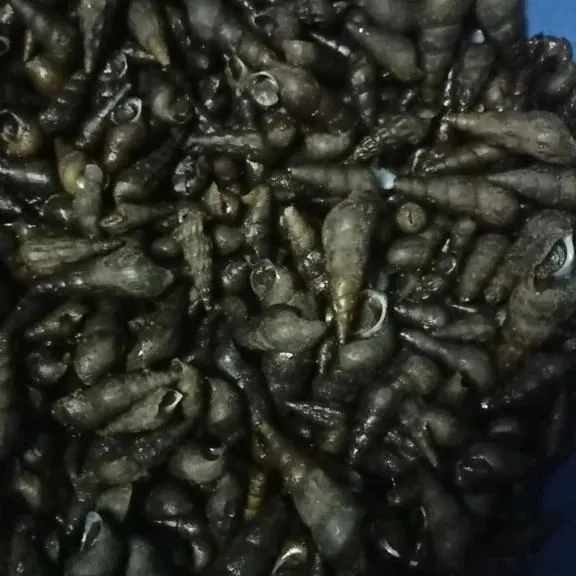 A batch of fresh, long-shelled snails, a delicacy used in many Naga and Manipuri recipes. I get these fresh from my suppliers, but stock is limited.