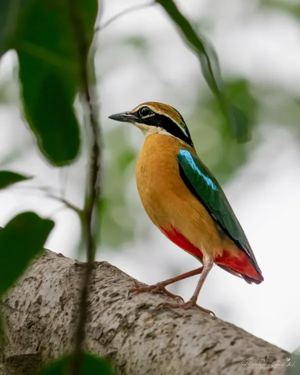A beautiful Indian Pitta, shared to celebrate National Wildlife Day and the importance of conservation.