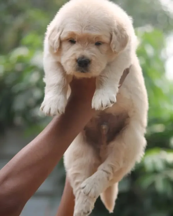 This Golden Retriever male puppy is a perfect example of show-quality. He has a great head shape, heavy bone structure, and a beautiful golden coat.