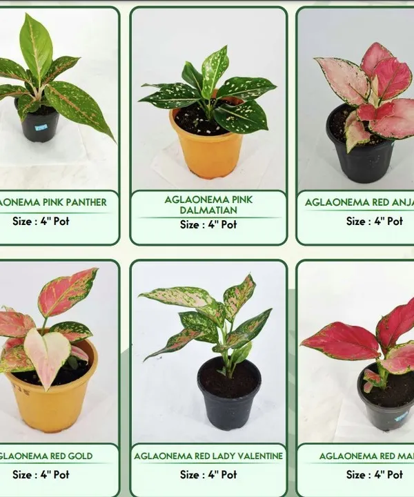 This chart displays some of the beautiful Aglaonema (Chinese Evergreen) varieties I offer. Known for their colorful foliage, these plants are not only stunning but also great air purifiers and easy to care for.