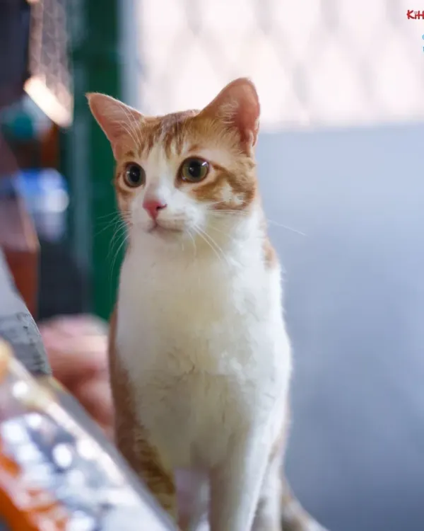 This beautiful ginger and white cat is one of our lovely guests at Kitty Kabins, our dedicated cat boarding facility.