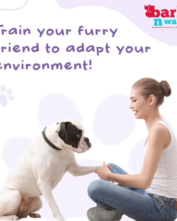 The goal of training isn't to change your dog's personality, but to help them adapt to our human world. We teach them how to navigate your environment confidently and happily, strengthening the bond you share.