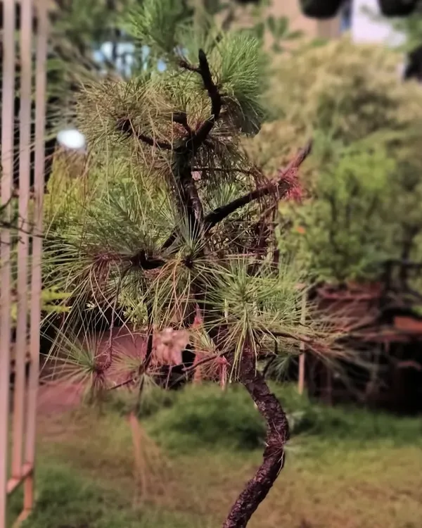 A delicate White Pine bonsai in the making. We are carefully shaping this tree, a process that requires years of patience and skill to achieve the perfect form.