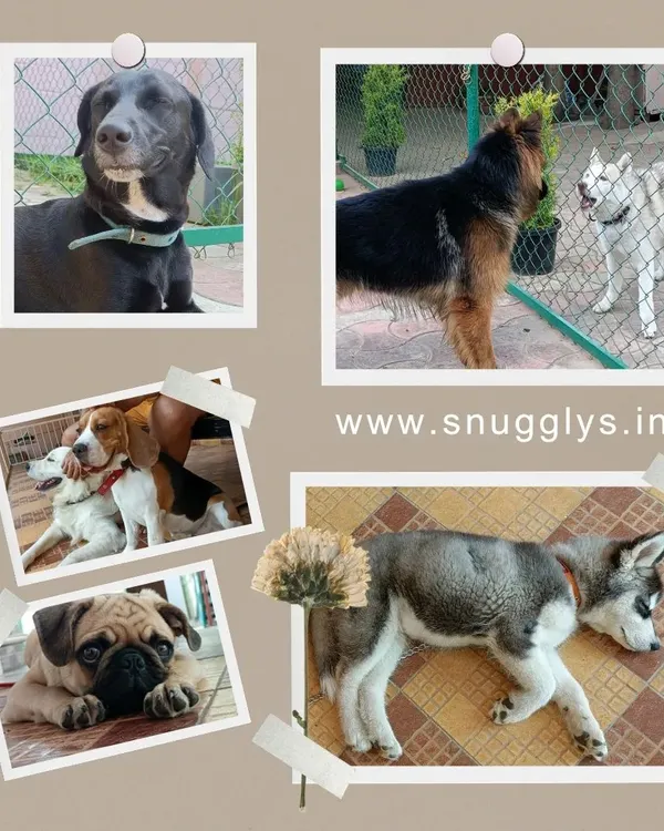 A collage showcasing the wonderful variety of dogs that stay with me, including a Great Dane, German Shepherd, Beagle, Pug, and Husky.
