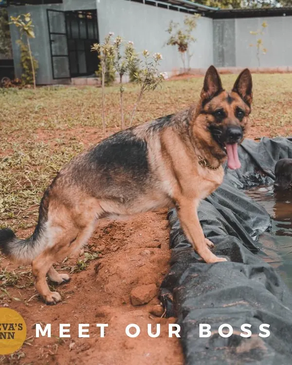 Meet Eva, the boss. This is her inn. She's standing proudly by the pool she had built for all her friends to enjoy. This facility was designed with a dog's happiness as the top priority.