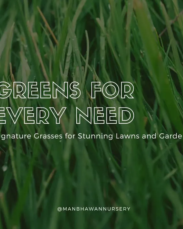 A lush green lawn is the foundation of many beautiful gardens. I provide a variety of signature grasses to meet any need, ensuring you get the perfect turf for your lifestyle and aesthetic.