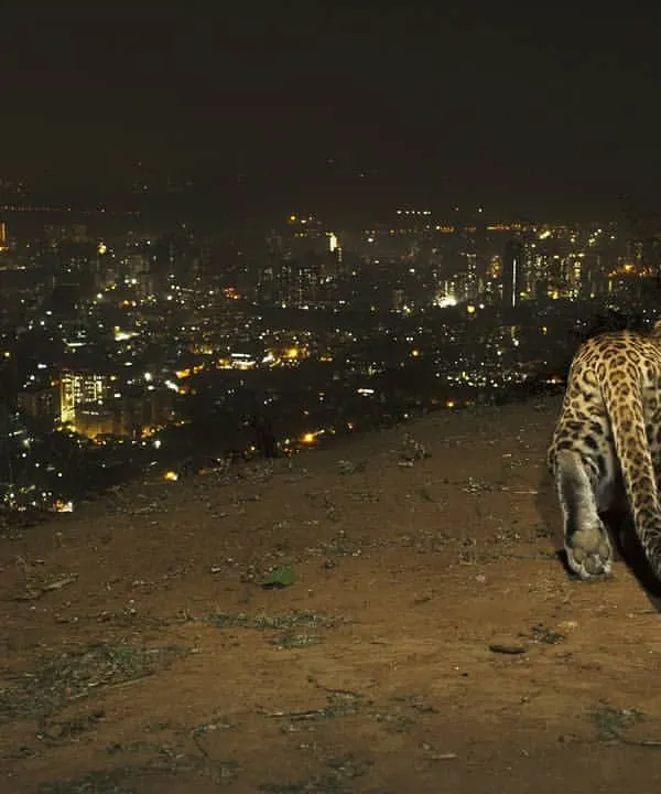 A wild leopard surveys its territory, which includes not just the forest but the city lights of Mumbai. This camera trap image reveals the nocturnal movements of these big cats as they live alongside a population of millions.