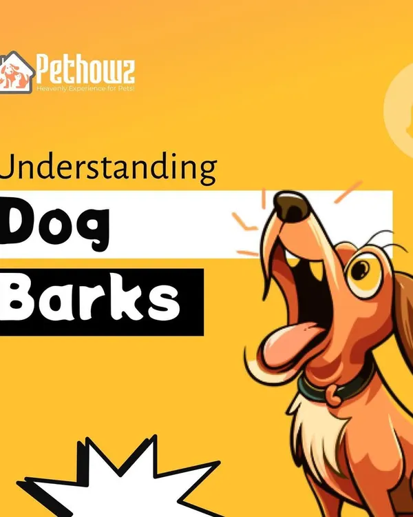 Every bark has a meaning, and understanding them can transform your relationship with your dog. We help you decode the different types of barks, from joyful greetings to alert signals, so you can better understand your dog's needs.