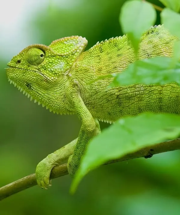 The Indian Chameleon, or Girgit, a quick-change artist and insect-eating machine. Supremely gifted by evolution, this lizard holds the human observer spellbound with its oddity and grace.