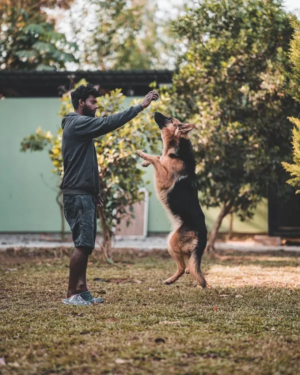 Keeping training fun is key. Here, a German Shepherd leaps to catch a treat, turning a simple reward into an engaging game that reinforces commands and builds enthusiasm.