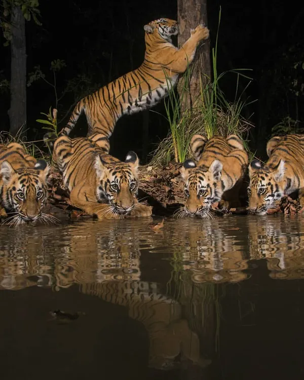 A tigress teaches her cubs to navigate their world, here seen drinking at a waterhole while one cub practices climbing. Protecting corridors is essential for such families to find new territory as the cubs mature.