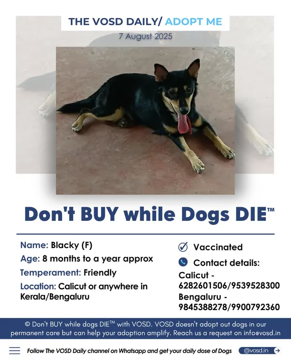 Meet Blacky, a friendly 8-month-old female looking for her forever home. She is vaccinated and ready to bring joy to a family in Kerala or Bengaluru. Please share to help her find one.