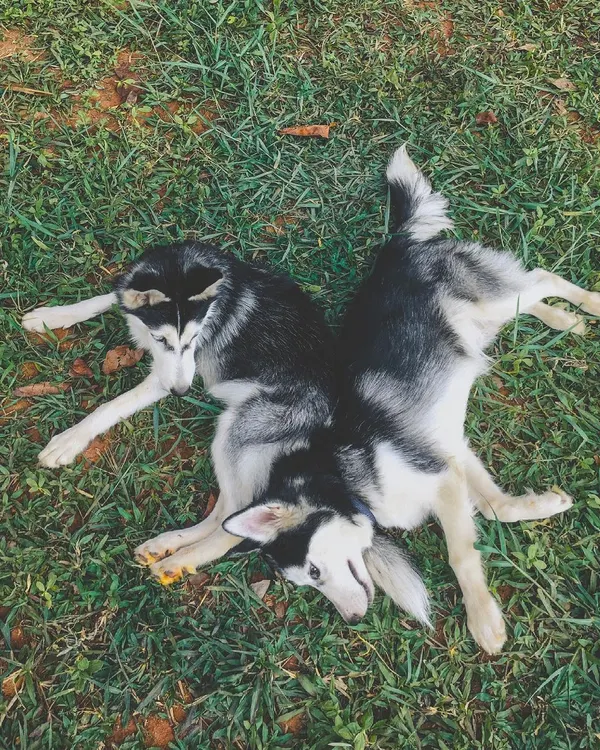 Husky pups Harry and Daisy chilling and playing together after a training session. I make sure puppies get plenty of safe playtime to learn good social skills.