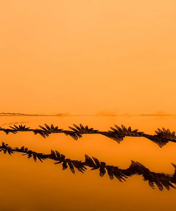 An ornithograph capturing the flight path of swallows against a serene orange sunset over Najafgarh Lake.