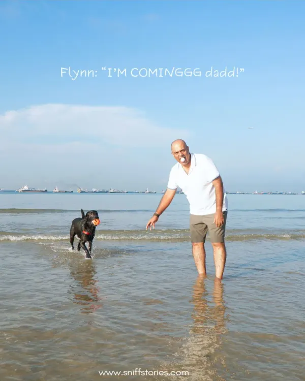A funny sequence captured in Singapore shows Flynn the dog running excitedly toward his dad at the beach, ready to play.