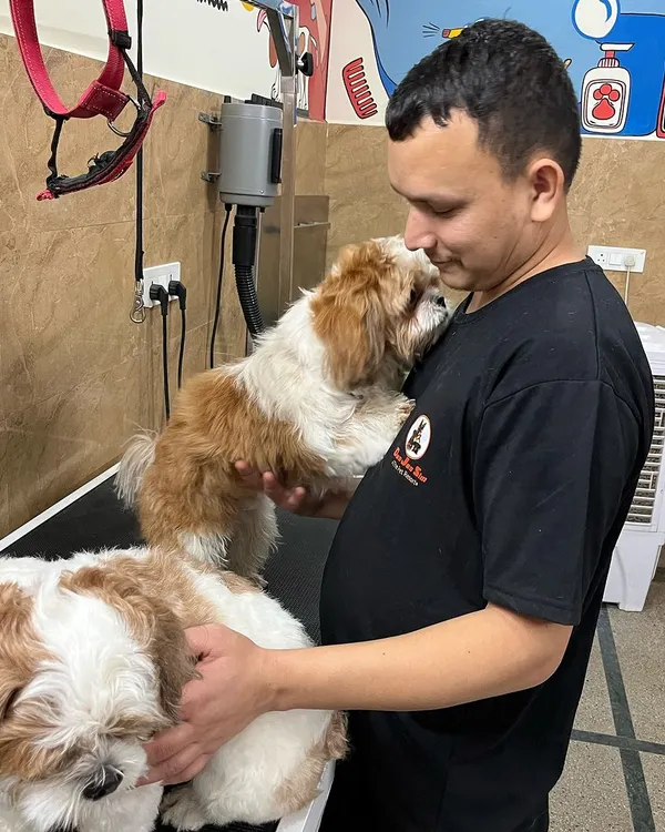 A handler sharing a sweet moment with two Shih Tzus during their grooming session. I make sure grooming is a positive and stress-free experience.