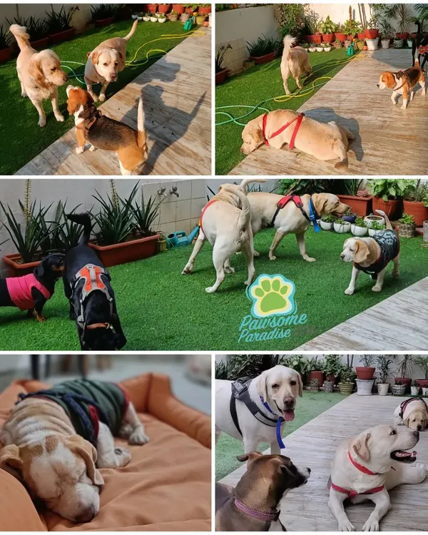 This collage captures the essence of Pawsome Paradise. You can see dogs playing in the yard, napping peacefully, and socializing with friends of all breeds.