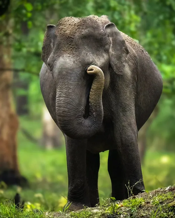 An absolutely adorable young elephant, its trunk curled up in a playful gesture. I captured this in very low light, but the high ISO allowed me to freeze this moment of pure charm.