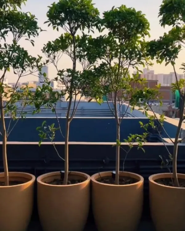 Sometimes, simplicity makes the biggest impact. Here, we used a row of identical trees in large, minimalist ceramic planters to create a natural screen and add a touch of green elegance to this urban balcony.