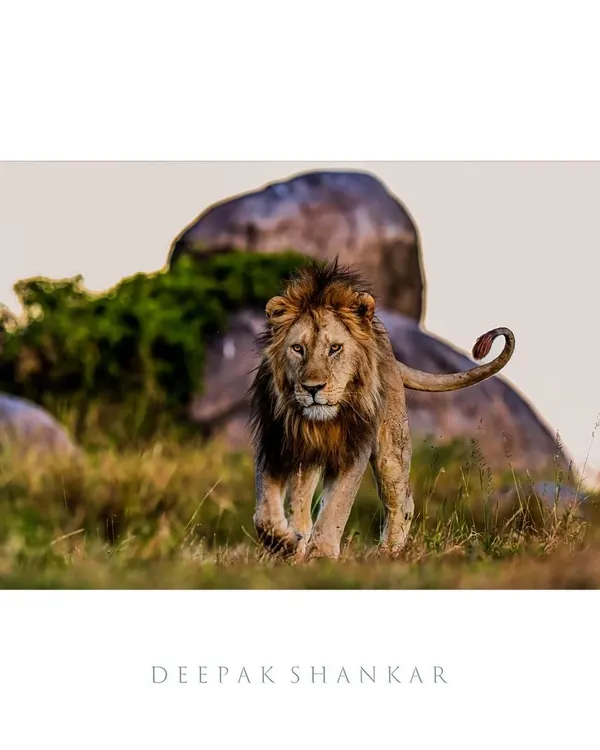 He walks alone, but not with loneliness. This is the confident stride of a dominant male lion, the undisputed king of his territory. I wanted to capture that raw power and unwavering presence as he moved through the tall grass of the Serengeti.